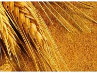 Пшеничная клетчатка